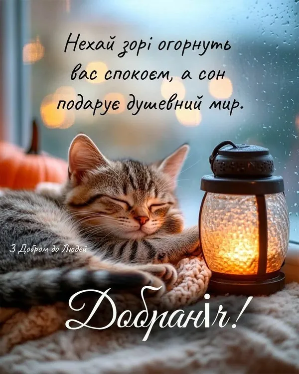 Кіт спить поруч із ліхтариком під час дощу.